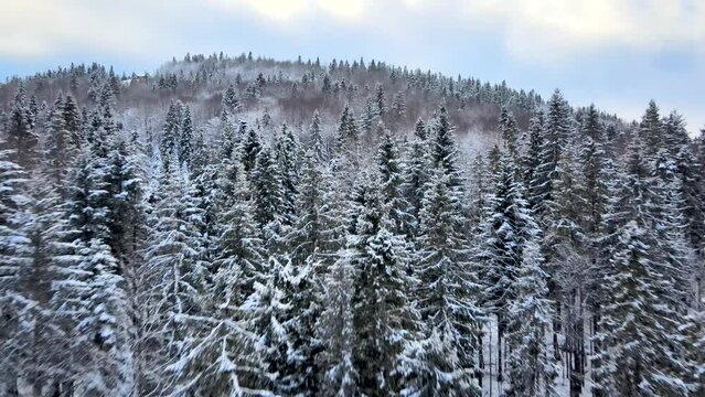 Snowy Frosted Pine Trees in Beautiful Nature of the Ukraine Mouuntains - Aerial