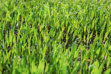 Young oats in the field. Juicy mowed green grass with dew drops in the soft morning light. Blurry background.
