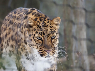 portrait of a leopard