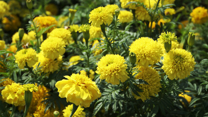 Marigold flowers in the garden.