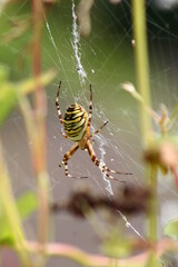 araignée : argiope frelon et sarrasin
argiope bruennichi et fagopyrum esculentum