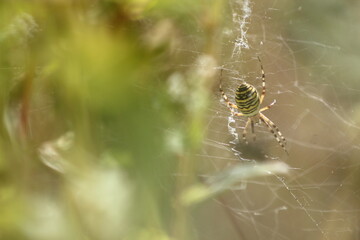 araignée : argiope frelon et sarrasin
argiope bruennichi et fagopyrum esculentum