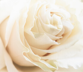 Close-up of a tea rose bud. Soft beige petals.