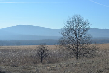 landscape with trees