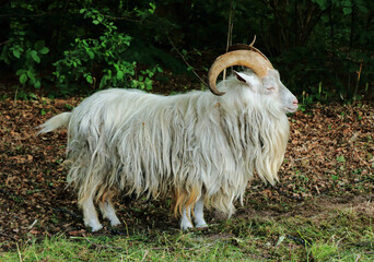 old hairy goat in a rural landscape, Bokrijk, Belgium