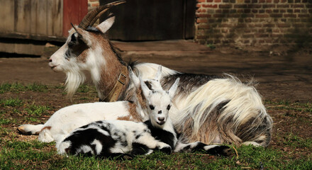 family of goats in a rural landscape, Bokrijk, Belgium