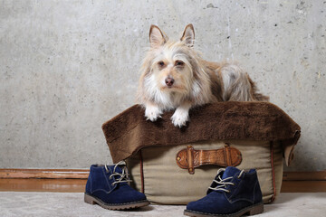 A cute dog on a brown ottoman and blue shoes, a pet and his owner's things