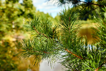 Obraz premium fir branch