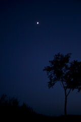 moon and tree