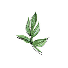 The combination of watercolor and linear style in the image of a green branch with leaves for the design of postcards, posters and other printed products