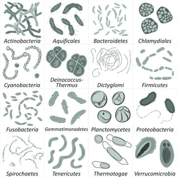 Set of different types of bacterias, black and white vector illustration