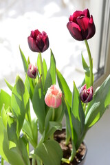 bouquet of tulips