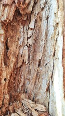background texture of the internal section of decrepit wood
