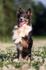 Border Collie dog in summer. Dog with flowers