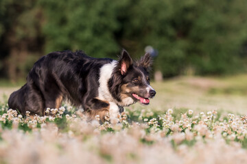 Pure breed border collie dog herding on a summer day. Dog at work. Working breed dog