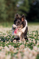 Naklejka na ściany i meble Border Collie dog in summer. Dog with flowers