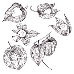 Graphic drawing of physalis berries isolated on white background