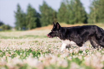 Pure breed border collie dog herding on a summer day. Dog at work. Working breed dog