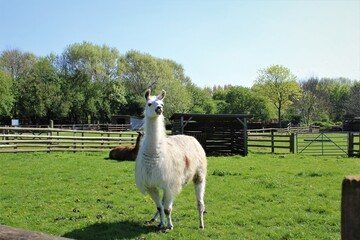 White llama. Mudchute Park and Farm. London, UK