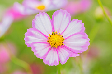 Fototapeta premium コスモスと優しい陽射し コスモス 花