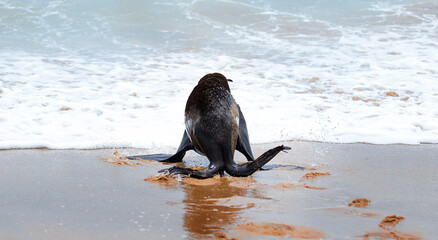 fur seal on the ocean in the sand