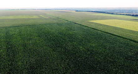 Obraz premium green field and blue sky