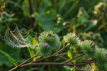 Burdock, cobwebs and dew drops in the light of a summer morning