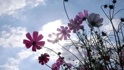 Bottom view of colorful cosmos field with white cloud, blue sky, and sunlight