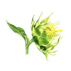 Watercolor sunflower. Isolated illustration on white background. Hand drawn painting.