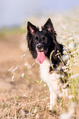 Adorable dog in blooming. Dog with flowers. Bright and positive spring or summer pet concept