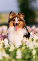 Adorable dog in blooming. Dog with flowers. Bright and positive spring or summer pet concept