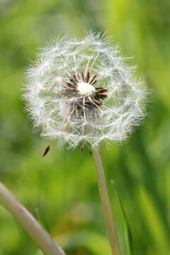 dandelion flower with seeds on a meadow background