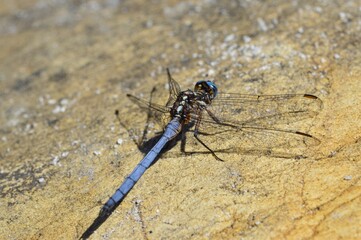 close up of a blue dragonfly on a stone