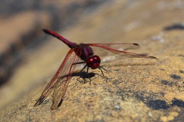 red dragonfly sitting on a rock