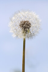 dandelion flower with seeds on sky background