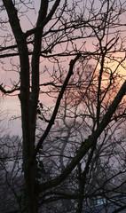 Trees without leaves against the sky