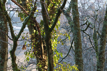 Trees with ivy in winter time