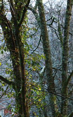 Trees with ivy in winter time