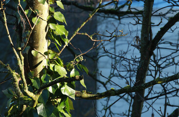 Common ivy growing on a tree