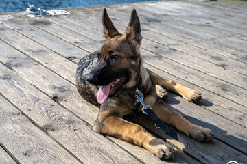 A four-month-old German Shepherd puppy lay down on a wooden deck. Sable colored working line breed