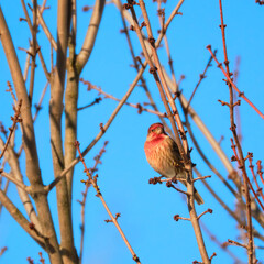 Male house finch perched on a clear winter's day