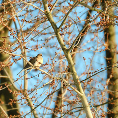 Morning dove rests on a branch in winter