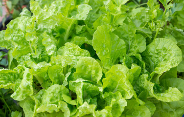 Fresh green Chinese cabbage in the fields in the morning ready to harvest. Vegetables in Chinese traditional vegetable garden: cabbage