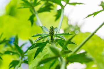 Obraz premium Long Coriander or Culantro flower with blur background. Fresh green Sawtooth coriander flower plant in nature garden. Eryngium foetidum Flower.