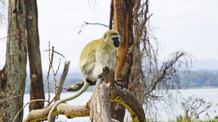 Green monkey on a tree. Vervet sits on a tree branch. Male Vervet sunbathes in the morning sun in a national park in Kenya. The leader of a pack of monkeys in Africa watches his pack from above.