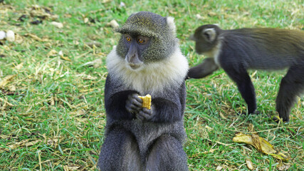 Blue monkeys spend time playing and searching for food in the forests of Kenya. Rare animals in Nairobi Park