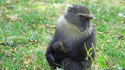 Naklejka na ściany i meble Family of monkeys. A family of monkeys in a city park in Nairobi. The monkey mother holds her baby and protects her from everyone. Female blue monkey with baby.