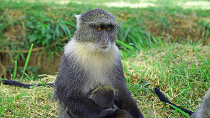 Family of monkeys. A family of monkeys in a city park in Nairobi. The monkey mother holds her baby and protects her from everyone. Female blue monkey with baby.