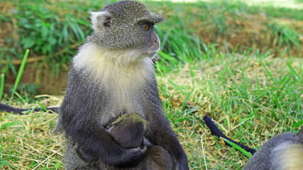 Family of monkeys. A family of monkeys in a city park in Nairobi. The monkey mother holds her baby and protects her from everyone. Female blue monkey with baby.