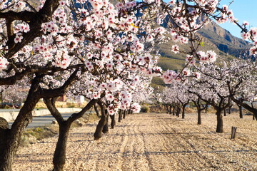 Beautiful and colorful almond flower in full bloom